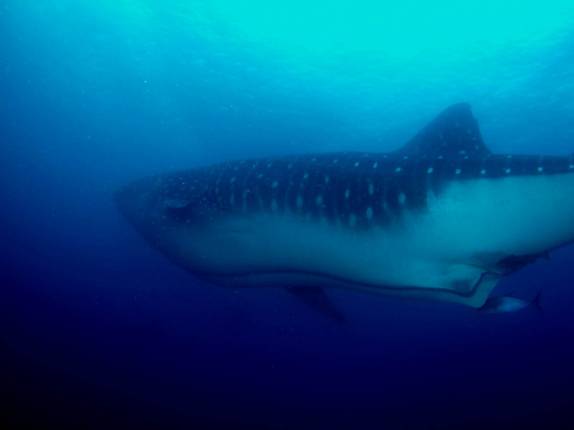 Tubarão-baleia em mergulho em Darwin, em Galápagos (foto de Hnning Abheiden)